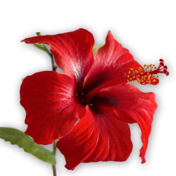 Jaswand Flower (Hibiscus)
