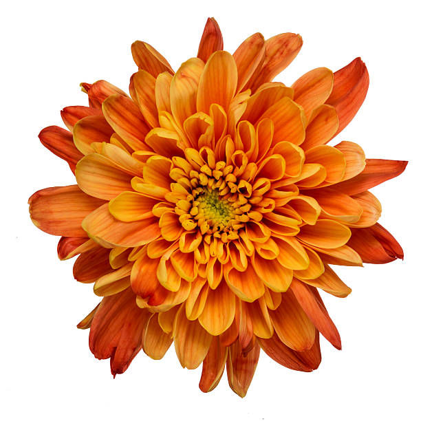 Chrysanthemum Flower Orange