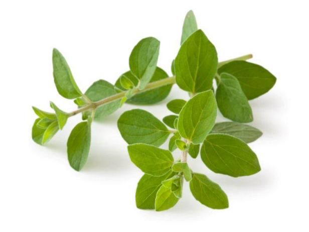 Oregano Fresh