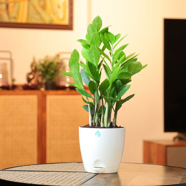 Nurturing Green - ZZ Plant in Self Watering Pot (Ivory, 11.5cm x 11cm) | Indoor Plants for Home