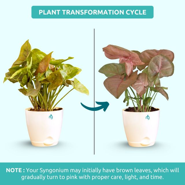 Nurturing Green - Syngonium Plants Gift Combo (Set of 2) for Brithday, Anniversaries Gifting