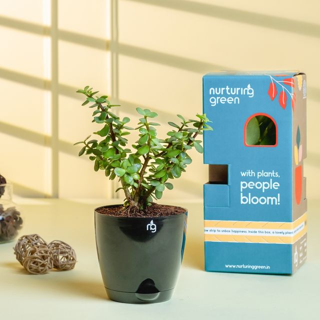 Nurturing Green - Combo of 3 Tabletop Live Plants for Home Décor