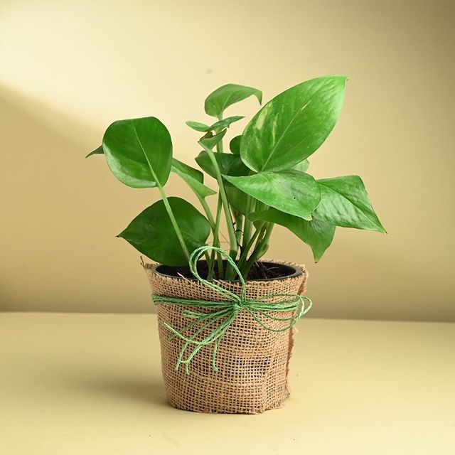 FlowerAura Money Plant In Jute Wrapped Pot