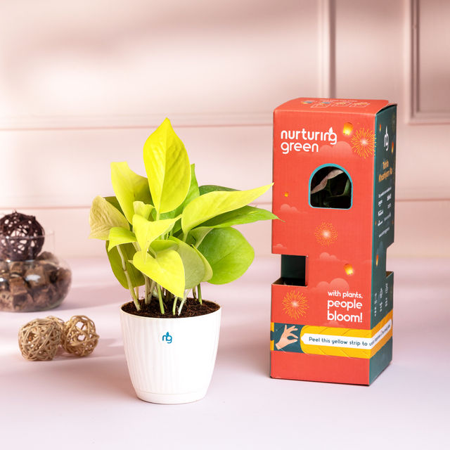 Nurturing Green - Combo of 3 Tabletop Live Plants for Home Décor