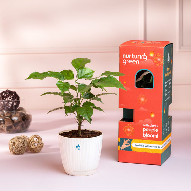 Nurturing Green - Radermachera Plant in Self Watering Pot (Ivory, 9.5cm x 8.5cm) | Indoor Plants