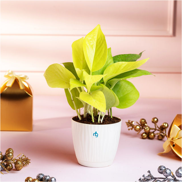 Nurturing Green - Combo of 3 Tabletop Live Plants for Home Décor