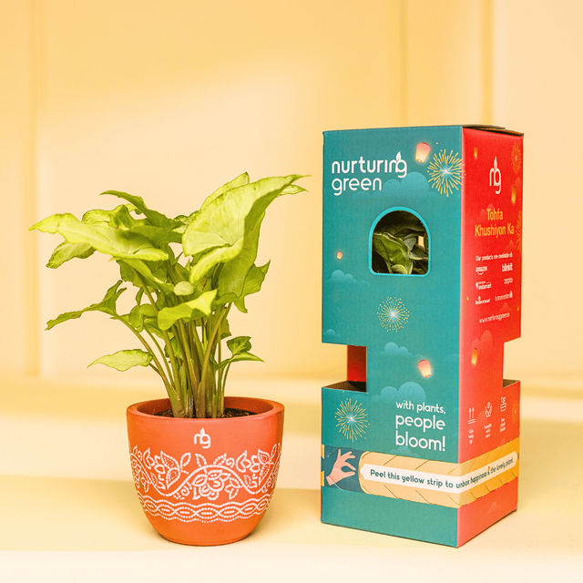 Nurturing Green - Syngonium White Indoor Plant in Printed Terracotta Planter (Size: 10 x 8 cm)