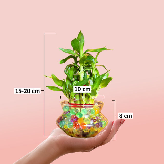 Nurturing Green - Lucky Bamboo Plant (2-layer) in Glass Pot (10cm x 8cm) | Plants for Gifting