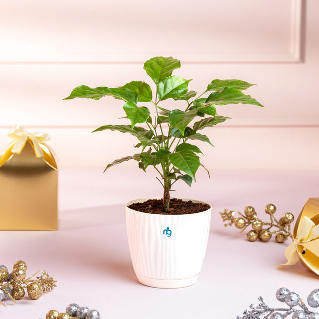 Nurturing Green - Radermachera Plant in Self Watering Pot (Ivory, 9.5cm x 8.5cm) | Indoor Plants
