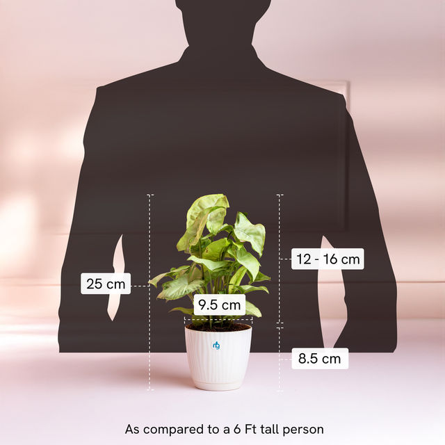 Nurturing Green - Syngonium White Plant in Self Watering Pot (Ivory, 9.5cm x 8.5cm) | Live Plants