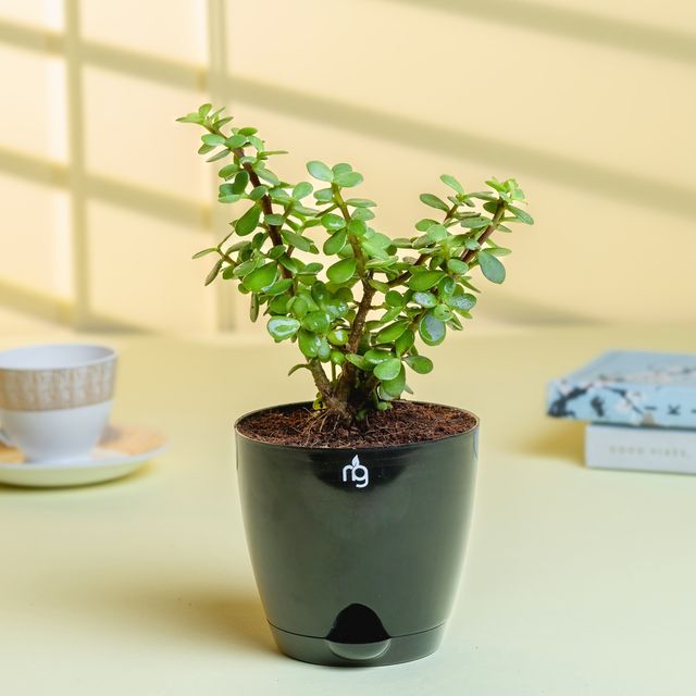 Nurturing Green - Combo of 3 Tabletop Live Plants for Home Décor