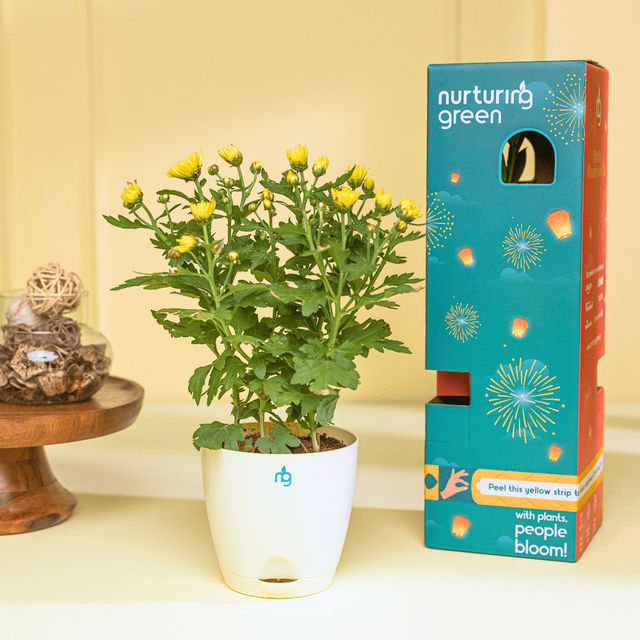 Nurturing Green - Chrysanthemum Yellow Indoor Plant in Self Watering Ivory Pot (Size: 11.5 x 11 cm)