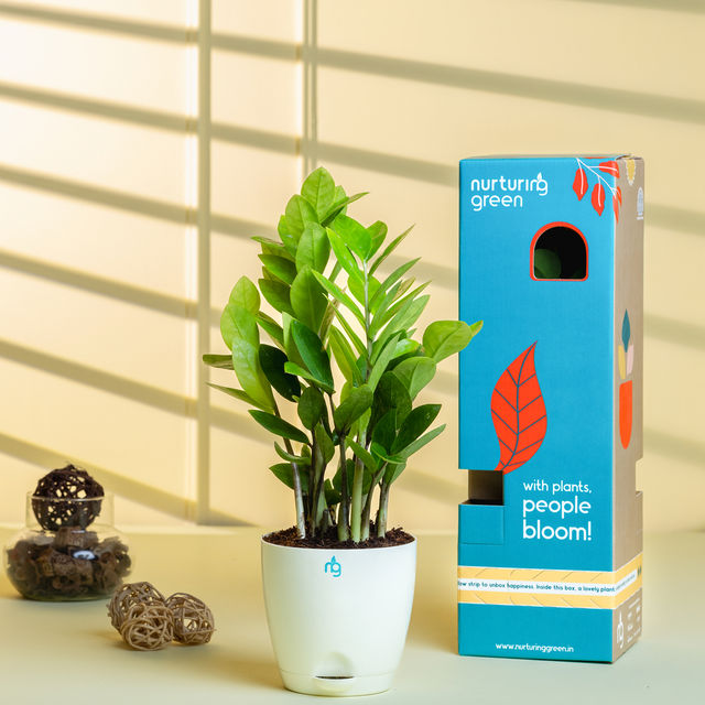 Nurturing Green - ZZ Plant in Self Watering Pot (Ivory, 11.5cm x 11cm) | Indoor Plants for Home