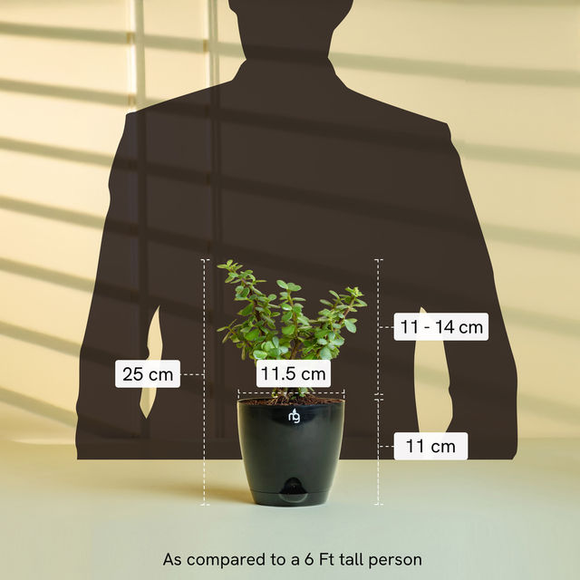 Nurturing Green - Combo of 3 Tabletop Live Plants for Home Décor