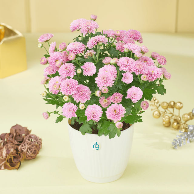 Nurturing Green Chrysanthemum Multiflora Light Pink Flowering Plant in Ivory Pot