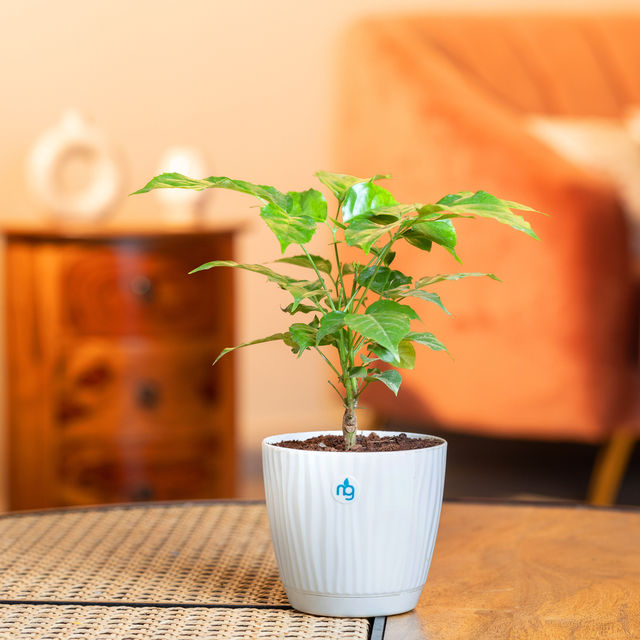 Nurturing Green - Radermachera Plant in Self Watering Pot (Ivory, 9.5cm x 8.5cm) | Indoor Plants