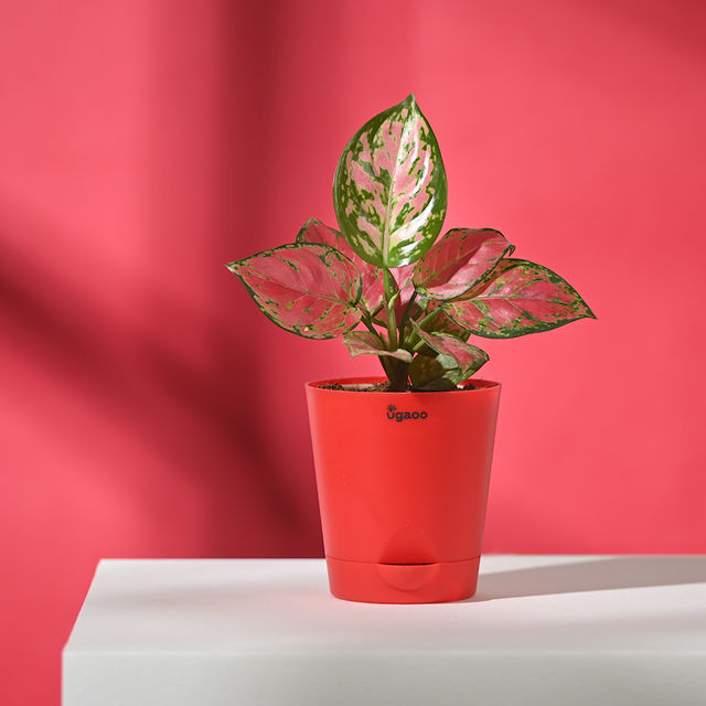 Ugaoo Aglaonema Pink Beauty Plant with Red Self Watering Pot | Decor & Gifting