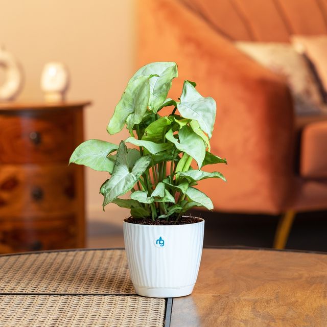 Nurturing Green - Syngonium White Plant in Self Watering Pot (Ivory, 9.5cm x 8.5cm) | Live Plants