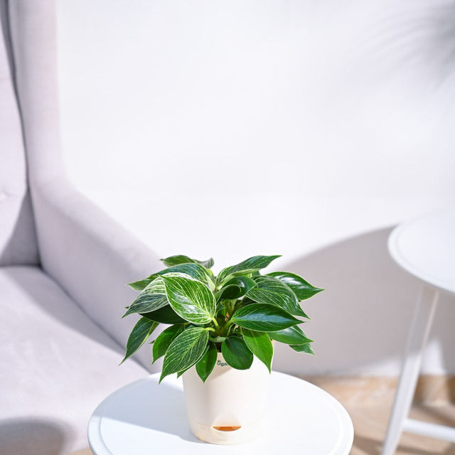 Ugaoo Philodendron Birkin with Ivory Self Watering Pot