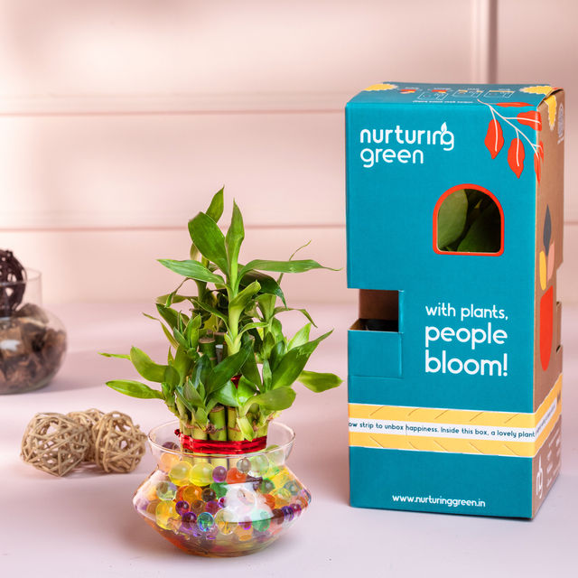 Nurturing Green - Lucky Bamboo Plant (2-layer) in Glass Pot (10cm x 8cm) | Plants for Gifting