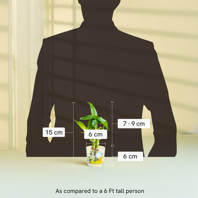 Nurturing Green - Combo of 3 Tabletop Live Plants for Home Décor