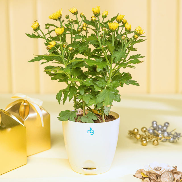 Nurturing Green - Chrysanthemum Yellow Indoor Plant in Self Watering Ivory Pot (Size: 11.5 x 11 cm)