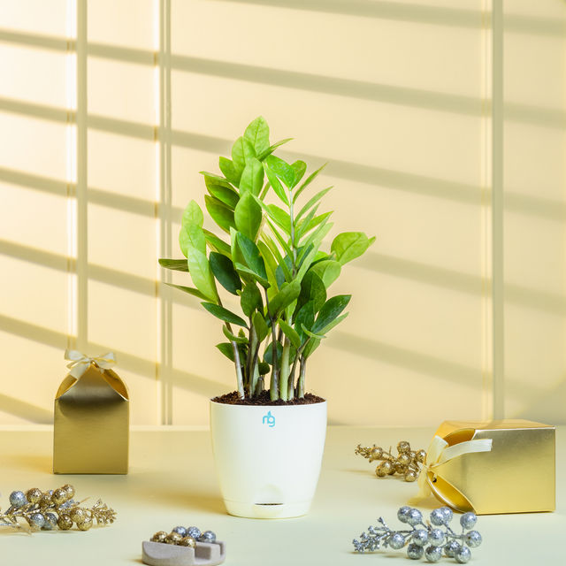 Nurturing Green - ZZ Plant in Self Watering Pot (Ivory, 11.5cm x 11cm) | Indoor Plants for Home