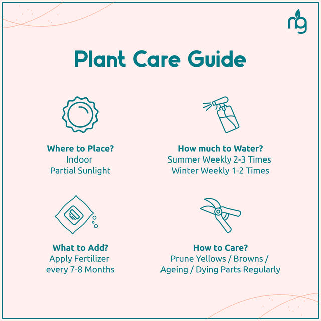Nurturing Green - Combo of 3 Tabletop Live Plants for Home Décor