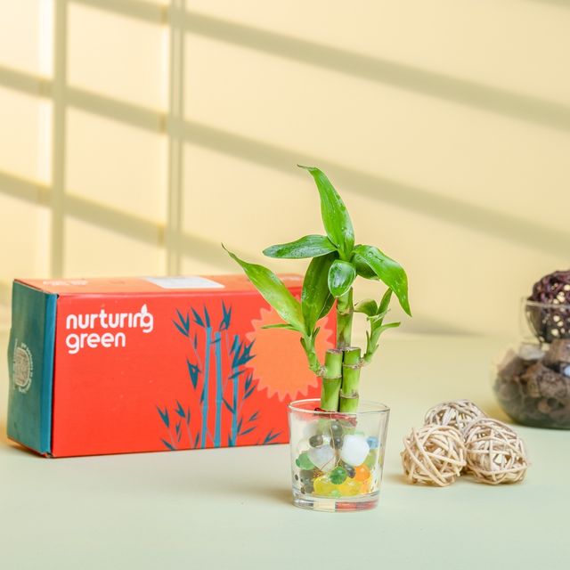 Nurturing Green - Combo of 3 Tabletop Live Plants for Home Décor