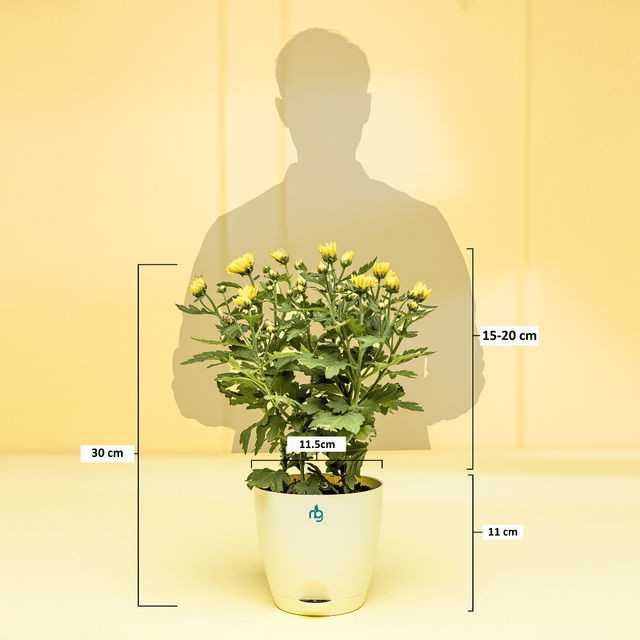 Nurturing Green - Chrysanthemum Yellow Indoor Plant in Self Watering Ivory Pot (Size: 11.5 x 11 cm)