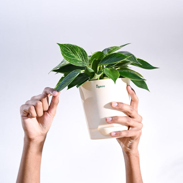 Ugaoo Philodendron Birkin with Ivory Self Watering Pot