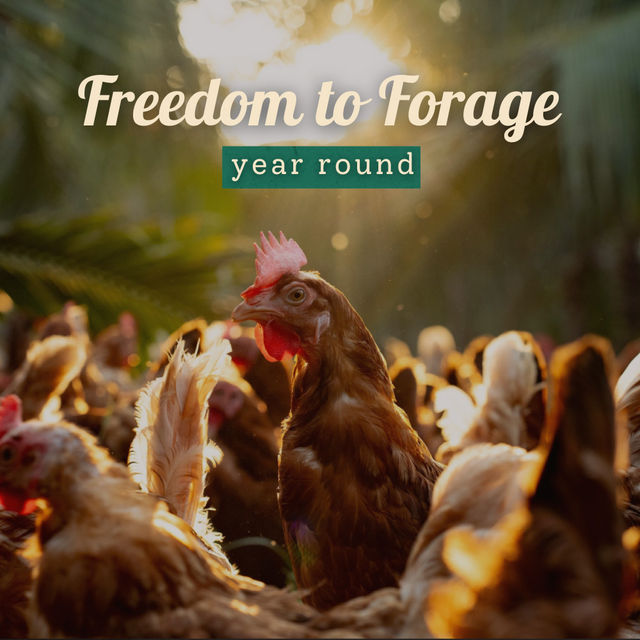 Farm Made Free Range Brown Eggs, 12 Pieces - Protein Rich, Veg Feed, Non-Fertile (12pc) & Blueberry (125g) Combo