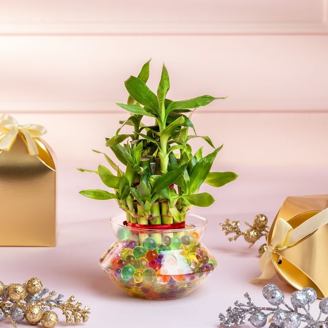 Nurturing Green - Lucky Bamboo Plant (2-layer) in Glass Pot (10cm x 8cm) | Plants for Gifting