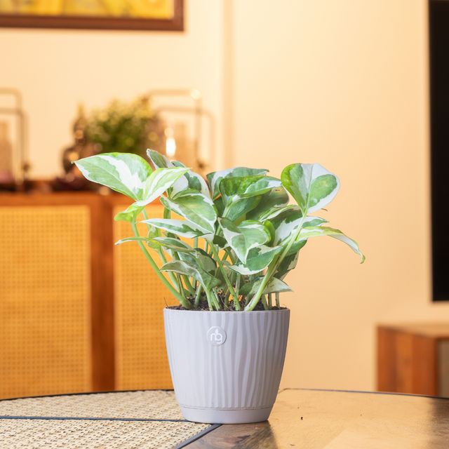 Nurturing Green - Self Watering Pot | Set of 1 | Mocha | Size: 9.5cm x 8.5cm | Plastic Flower Pots