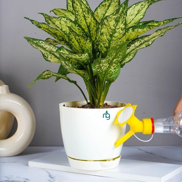 Nurturing Green - Self Watering Pots | Set of 3 | Ivory | 14cm x 12.5cm | Plant Pots with Tray