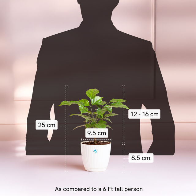 Nurturing Green - Radermachera Plant in Self Watering Pot (Ivory, 9.5cm x 8.5cm) | Indoor Plants