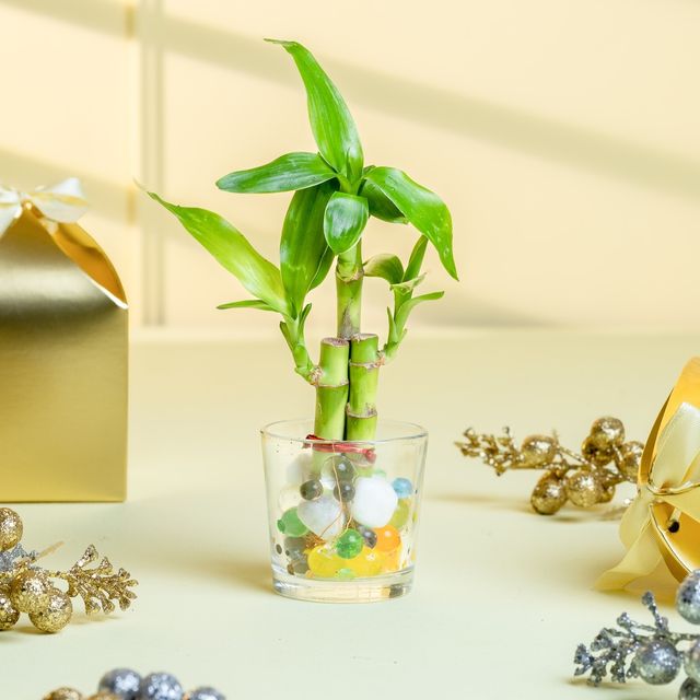 Nurturing Green - Combo of 3 Tabletop Live Plants for Home Décor