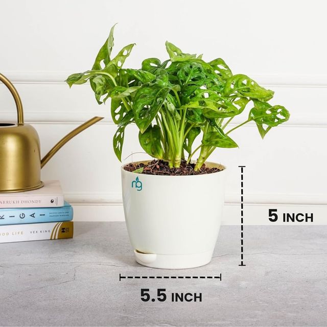 Nurturing Green - Self Watering Pots | Set of 3 | Ivory | 14cm x 12.5cm | Plant Pots with Tray
