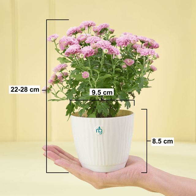 Nurturing Green Chrysanthemum Multiflora Light Pink Flowering Plant in Ivory Pot