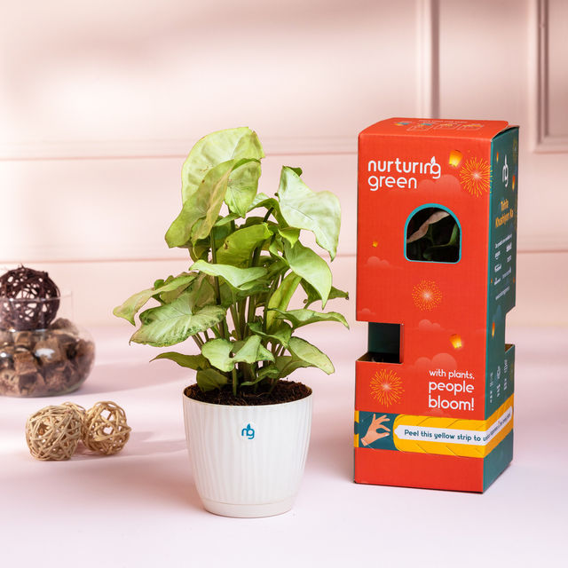 Nurturing Green - Syngonium White Plant in Self Watering Pot (Ivory, 9.5cm x 8.5cm) | Live Plants
