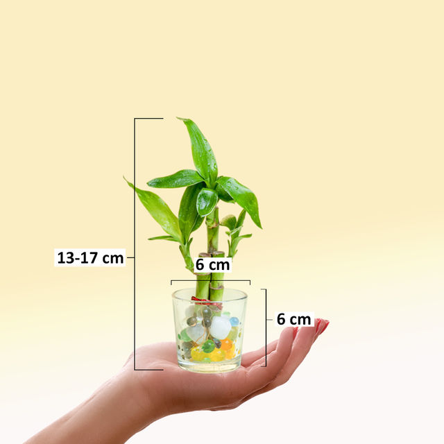 Nurturing Green - Combo of 3 Tabletop Live Plants for Home Décor