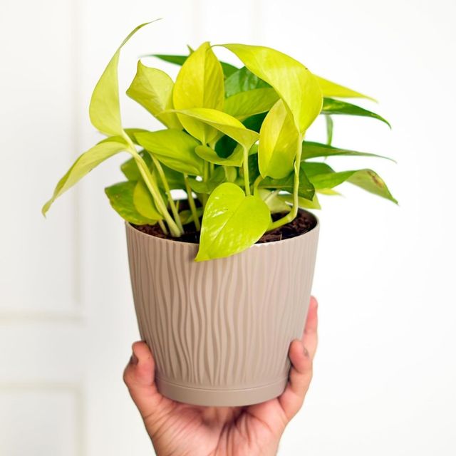 Nurturing Green - Mocha Self Watering Pots | Set of 5 | 14cm x 12.5cm | Flower Pots for Plants
