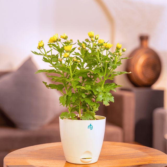 Nurturing Green - Chrysanthemum Yellow Indoor Plant in Self Watering Ivory Pot (Size: 11.5 x 11 cm)