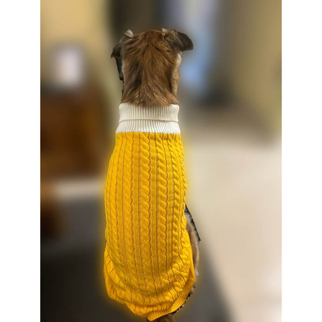 Bearhugs Yellow Highneck Sweater For Dogs M