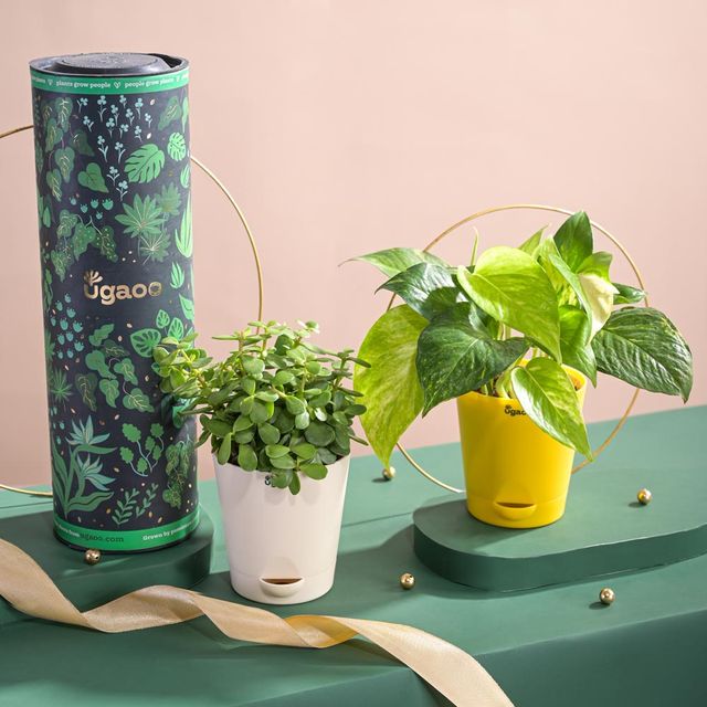 Ugaoo Jade Plant With Self Watering Ivory Pot(1pc) & Ugaoo Money Plant Variegated With Self Watering Yellow Pot(1pc) Combo