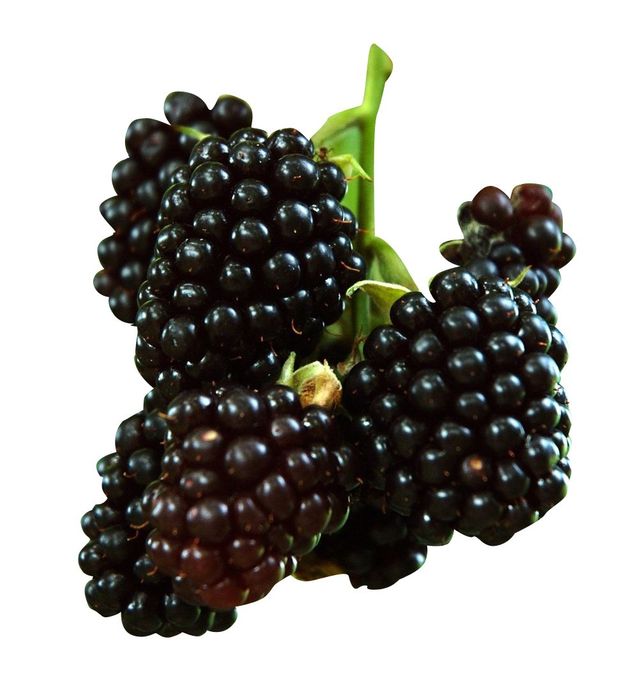 Black Rasperry