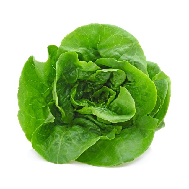 Hydroponic Butterhead Lettuce 