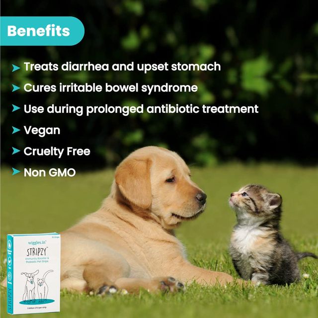 Wiggles Stripzy Immunity Booster Probiotics Dogs Cats Pet Ashwagandha Brahmi Health Strips (Blue Berry) 15 Strips
