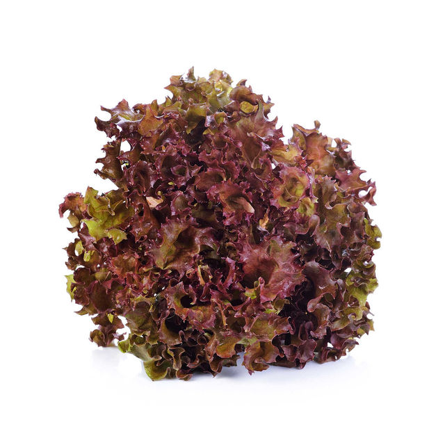 Lettuce Lollo Rosso Premium