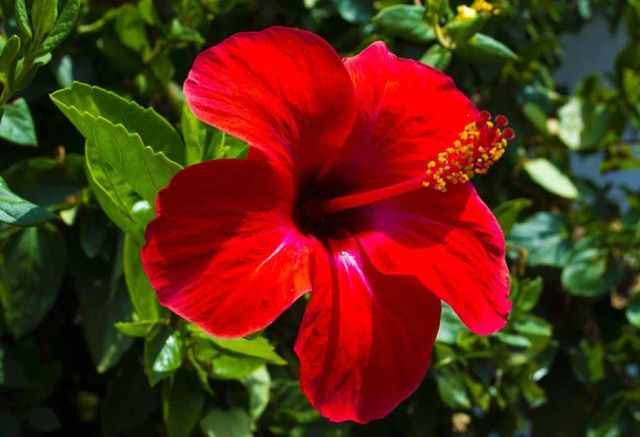 Nishigandha Flower Red